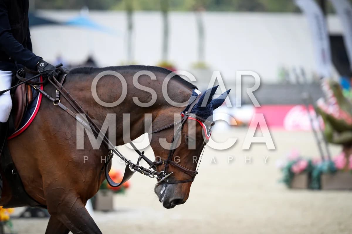 CRISTOBAL COLLADO